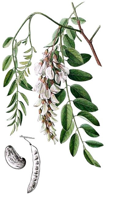 Robinier faux acacia